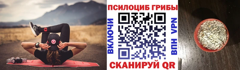 купить наркотик  Мосальск  Псилоцибиновые грибы Psilocybe 